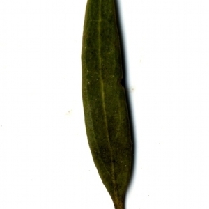 Photographie n°153451 du taxon Phillyrea angustifolia L. [1753]