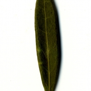 Photographie n°153454 du taxon Phillyrea angustifolia L. [1753]