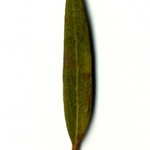 Photographie n°153455 du taxon Phillyrea angustifolia L. [1753]