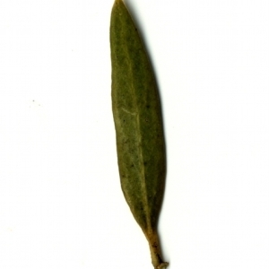 Photographie n°153456 du taxon Phillyrea angustifolia L. [1753]