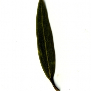 Photographie n°153457 du taxon Phillyrea angustifolia L. [1753]