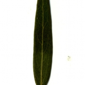 Photographie n°153459 du taxon Phillyrea angustifolia L. [1753]