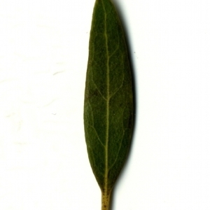 Photographie n°153461 du taxon Phillyrea angustifolia L. [1753]