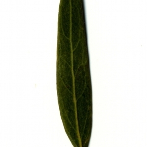Photographie n°153462 du taxon Phillyrea angustifolia L. [1753]