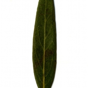 Photographie n°153463 du taxon Phillyrea angustifolia L. [1753]