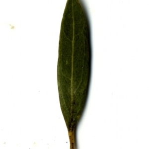 Photographie n°153464 du taxon Phillyrea angustifolia L. [1753]