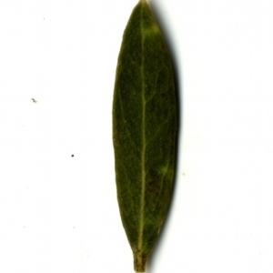 Photographie n°153465 du taxon Phillyrea angustifolia L. [1753]
