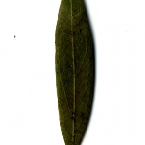 Photographie n°153468 du taxon Phillyrea angustifolia L. [1753]
