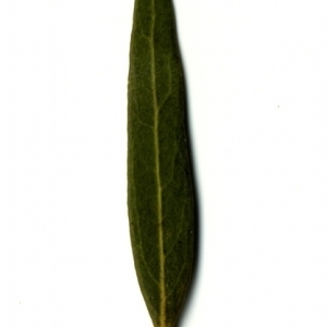 Photographie n°153469 du taxon Phillyrea angustifolia L. [1753]