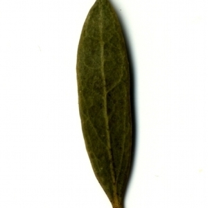 Photographie n°153471 du taxon Phillyrea angustifolia L. [1753]