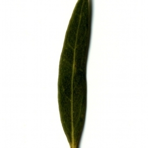 Photographie n°153473 du taxon Phillyrea angustifolia L. [1753]