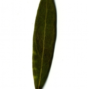 Photographie n°153474 du taxon Phillyrea angustifolia L. [1753]