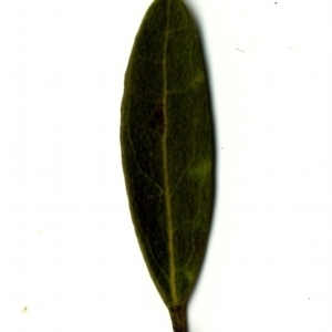 Photographie n°153475 du taxon Phillyrea angustifolia L. [1753]
