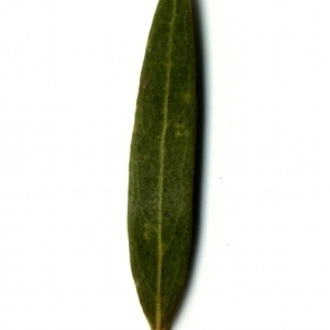 Photographie n°153476 du taxon Phillyrea angustifolia L. [1753]