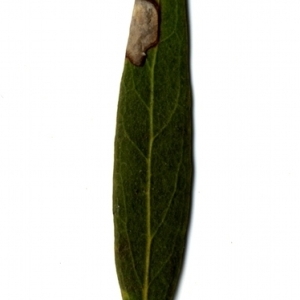 Photographie n°153479 du taxon Phillyrea angustifolia L. [1753]