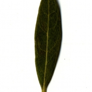 Photographie n°153480 du taxon Phillyrea angustifolia L. [1753]