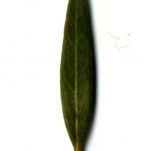 Photographie n°153482 du taxon Phillyrea angustifolia L. [1753]