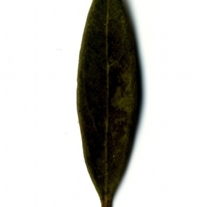 Photographie n°153483 du taxon Phillyrea angustifolia L. [1753]