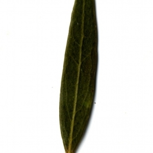 Photographie n°153486 du taxon Phillyrea angustifolia L. [1753]