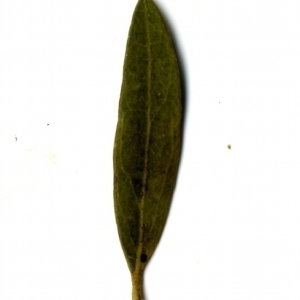 Photographie n°153487 du taxon Phillyrea angustifolia L. [1753]
