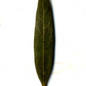 Photographie n°153488 du taxon Phillyrea angustifolia L. [1753]