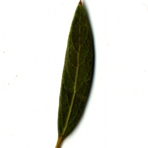 Photographie n°153489 du taxon Phillyrea angustifolia L. [1753]