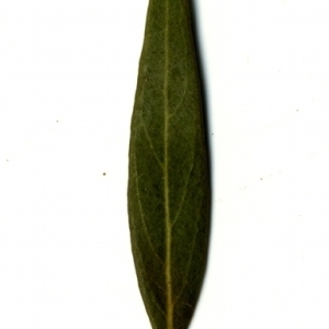 Photographie n°153491 du taxon Phillyrea angustifolia L. [1753]
