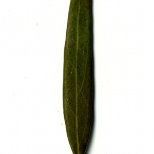 Photographie n°153492 du taxon Phillyrea angustifolia L. [1753]