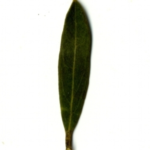 Photographie n°153493 du taxon Phillyrea angustifolia L. [1753]