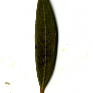 Photographie n°153494 du taxon Phillyrea angustifolia L. [1753]