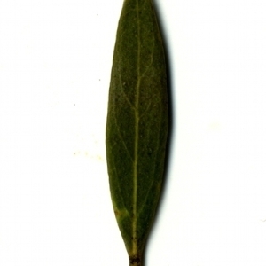 Photographie n°153496 du taxon Phillyrea angustifolia L. [1753]