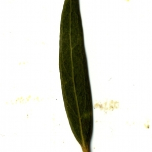 Photographie n°153497 du taxon Phillyrea angustifolia L. [1753]