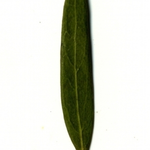 Photographie n°153498 du taxon Phillyrea angustifolia L. [1753]