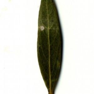 Photographie n°153499 du taxon Phillyrea angustifolia L. [1753]