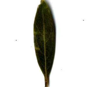 Photographie n°153500 du taxon Phillyrea angustifolia L. [1753]
