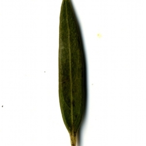 Photographie n°153502 du taxon Phillyrea angustifolia L. [1753]