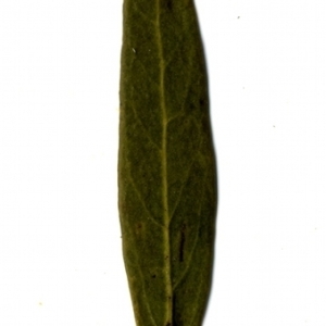 Photographie n°153506 du taxon Phillyrea angustifolia L. [1753]