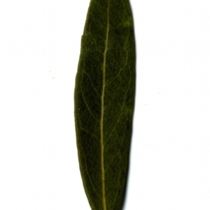 Photographie n°153508 du taxon Phillyrea angustifolia L. [1753]