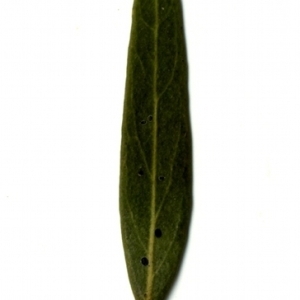 Photographie n°153510 du taxon Phillyrea angustifolia L. [1753]