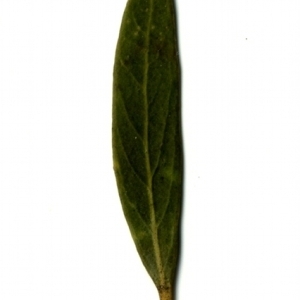Photographie n°153512 du taxon Phillyrea angustifolia L. [1753]