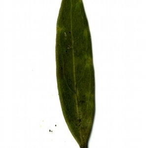 Photographie n°153514 du taxon Phillyrea angustifolia L. [1753]