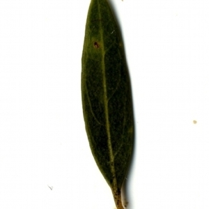 Photographie n°153515 du taxon Phillyrea angustifolia L. [1753]