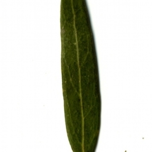 Photographie n°153518 du taxon Phillyrea angustifolia L. [1753]