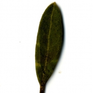 Photographie n°153520 du taxon Phillyrea angustifolia L. [1753]