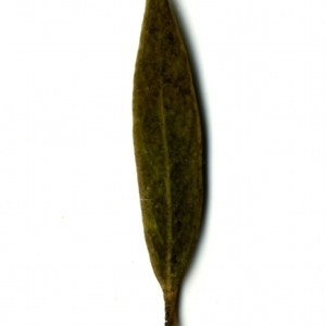 Photographie n°153521 du taxon Phillyrea angustifolia L. [1753]
