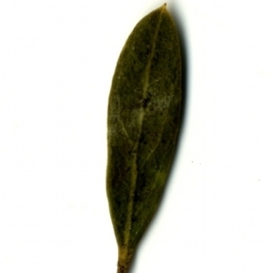 Photographie n°153522 du taxon Phillyrea angustifolia L. [1753]