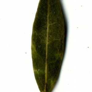 Photographie n°153523 du taxon Phillyrea angustifolia L. [1753]