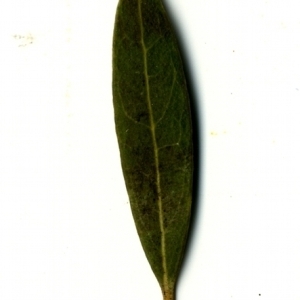 Photographie n°153524 du taxon Phillyrea angustifolia L. [1753]