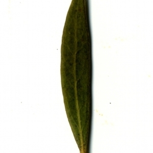 Photographie n°153525 du taxon Phillyrea angustifolia L. [1753]