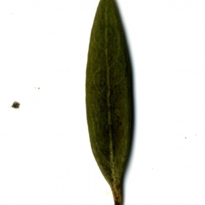 Photographie n°153532 du taxon Phillyrea angustifolia L. [1753]
